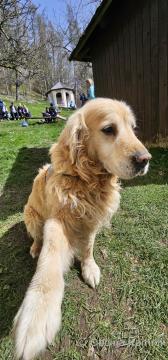 28. gorski tek k Svetemu Primožu (30)